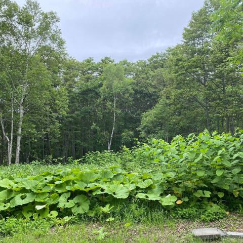 Royal Town Onsen Land # 3